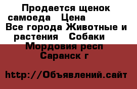 Продается щенок самоеда › Цена ­ 15 000 - Все города Животные и растения » Собаки   . Мордовия респ.,Саранск г.